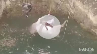 समुद्रपूर: तास येथे बैलगाडी समोर  डुक्कर आल्याने बुजाडलेल्या दोन बैलाचा विहीर पडून दुर्दैवी मृत्यू:सुदैवाने शेतकरी थोडक्यात बचावला