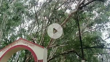 प्रतापपुर: प्रतापपुर प्रखंड कार्यालय द्वार पर 11 हजार वोल्ट तार पर गिरा पेड़ #jansamasya