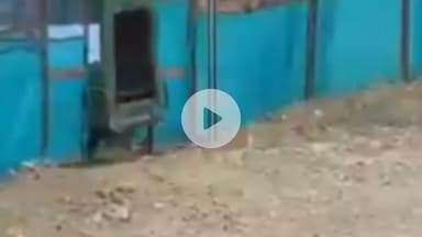 बूंदी: रामगढ़ अभ्यारण में ढीला रेडियो कॉलर बाघिन के मुंह में फंसा, ट्रेंकुलाइज कर किया गया सुधार