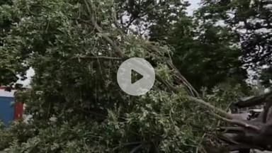 करनाल: रेलवे स्टेशन के सामने गिरा एक पुराना पेड़, कार हुई क्षतिग्रस्त