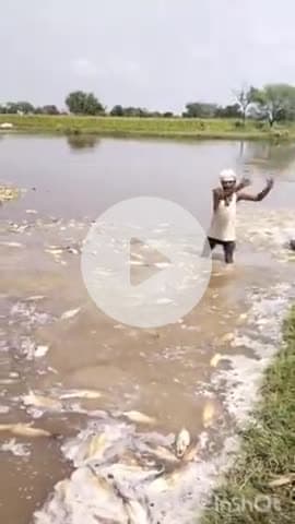 फिरोज़ाबाद: गांव नया बांस में बीस बीघा मक्का जलभराव से सड़ी, किसान ने नाले के सफाई की लगाई गुहार