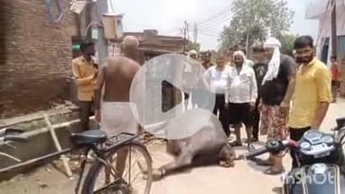 फिरोज़ाबाद: ओमनगर क्षेत्र में विद्युत पोल बना मौत का कारण, करंट लगने से डेढ़ लाख की गर्भवती भैंस हुई ढेर