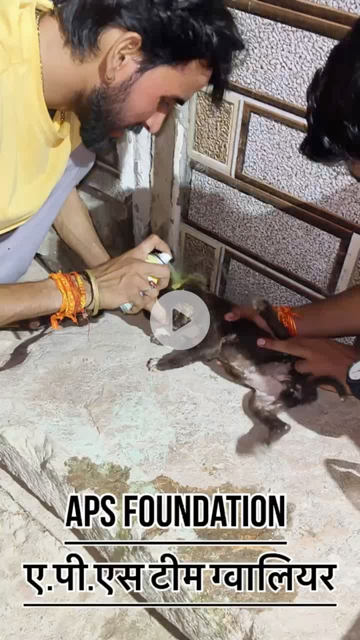 बहुत छोटा बच्चा था 🥺…
Respect girls help poor help animals
#apsgurjar #dog #dogslife #gwalior