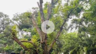 कर्रा: खूंटी सांसद ने कोर्ट परिसर के सूखे पेड़ कटवाने और शहर में सफाई अभियान चलाने का निर्देश दिया