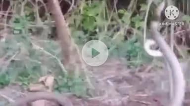 पथरिया: पथरिया में दिखा नाग-नागिन के प्रेम मिलन का वीडियो, खेत में लिपटे दिखे, 20 मिनट बाद झाड़ियों में गए