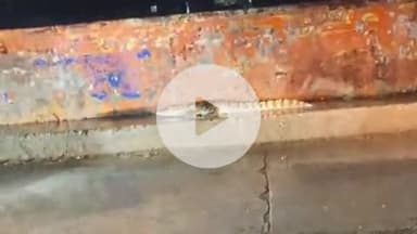 लाडपुरा: 80 फीट रोड पर देर रात सड़क पर घूमता दिखा मगरमच्छ, वीडियो सोशल मीडिया पर वायरल, लोगों में दहशत, मुख्य नहर में कूदा