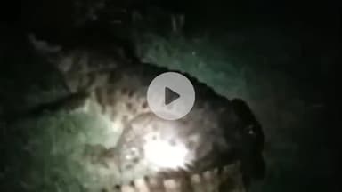 पीलीभीत: गांव किशनपुर हरीपुर में पूर्व प्रधान के पुत्र के दरवाजे पर दिखा मगरमच्छ का बच्चा दिखा