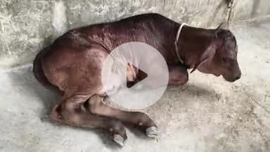 जयसिंहपुर: गोसाईगंज के देनवा गांव में फिजीशियन गाय ने दिया बच्चे को जन्म, जन्म से ही बच्चे की छाती से निकल रहा है दूध