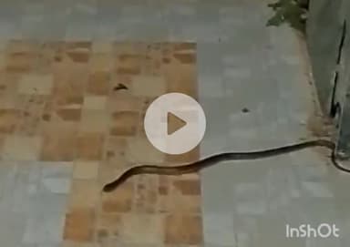 उरई: उरई के राजकीय मेडिकल कॉलेज के परिसर में जहरीला सांप निकलने से मचा हड़कंप, वीडियो सोशल मीडिया पर हुआ वायरल