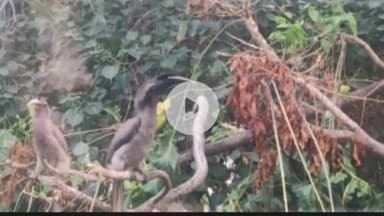 बूंदी: रामगढ़ अभ्यारण्य में दिखा 2 चोंच वाला दुर्लभ इंडियन ग्रे हॉर्नबिल पक्षी