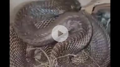 लोहरदगा: विशाल कोबरा साँप घर में घुसा, 5 मुर्गियों को डँसा, मोहल्ले में हड़कंप, वन विभाग ने लोगों को किया जागरूक