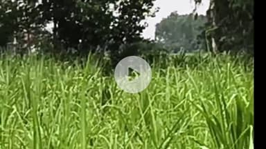 अमरोहा: रजबपुर के झनकपुरी में खेत में किसान को तेंदुआ दिखाई दिया, मचा हड़कंप