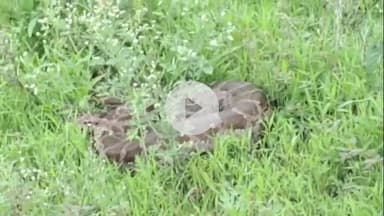 अंबड: जामखेड येथील टाटा सोनार एमसीआर ऑफिस 19 ब्लॉक जवळ आढळला महाकाय आजगर वन विभागाच्या दिला ताब्यात