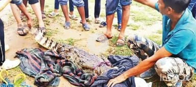 चितरंगी: चितरंगी के गोडहा गांव में 6 फीट का मगरमच्छ, सोनघड़ियाल टीम ने सोन नदी में छोड़ा