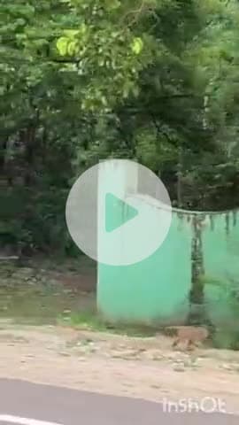 केशकाल: केशकाल घाटी में नजर आया हिरणों का झुंड, सोशल मीडिया पर वीडियो हो रहा वायरल