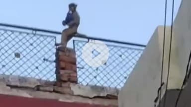 नौगावां सादात: नौगांवा क्षेत्र में आवारा कुत्ते और बंदरों से परेशान हुए लोग, वार्ड सभासदों ने खोला मोर्चा #jansamasya