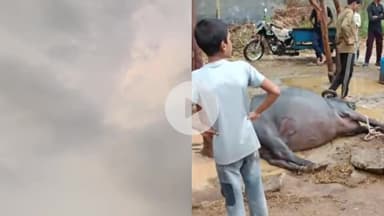 अमरोहा: गांव सैदपुर अलीपुर में आकाशीय बिजली गिरने से दो भैंसों की हुई दर्दनाक मौत