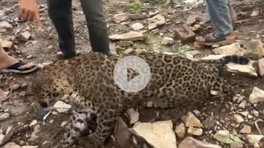 बूंदी: फूल सागर रोड, रामपुरिया गांव में बीमार अवस्था में मिला पैंथर, लोगों में बना कोतुहल का विषय