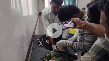 खरगौन: संजय नगर और आसपास के इलाकों में आवारा कुत्तों का हमला, 8 बच्चे घायल