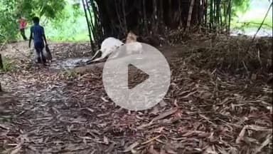 सिलाव: सिलाव प्रखंड के समशेरा गांव में वज्रपात से 2 मवेशियों की मौत