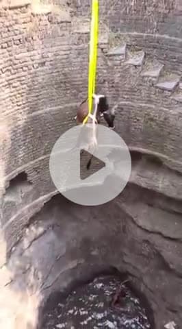 सारंगपुर: पढ़ाना गांव: दो सांडों की लड़ाई में एक कुएं में गिरा, ग्रामीणों ने क्रेन से बाहर निकाला