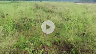 प्रतापपुर: सिंदुरिया में मूसलाधार बारिश के कारण बागवानी को पहुंचा नुकसान, किसानों ने मुआवजे की उठाई मांग #jansamasya