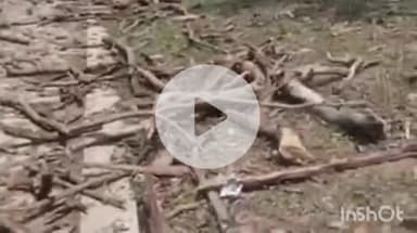 नानपारा: मैना नेवरिया गांव में आकाशीय बिजली गिरने से शीशम का पेड़ धराशाई, ग्रामीणों में दहशत