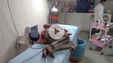 कटनी नगर: बैल के हमले से किशोरी घायल, सिविल लाइन नालंदा स्कूल के सामने हुई घटना, इलाज के लिए ज़िला अस्पताल में भर्ती