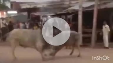 नानपारा: बाबाकुटी चौराहे पर दो सांड़ की लड़ाई से टूटी दुकानें व यातायात रहा बाधित