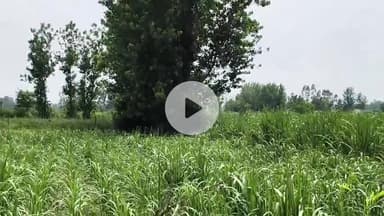 अमरोहा: रजबपुर थाना इलाके के झनकपुरी गांव में किसान को दिखा तेंदुआ, ग्रामीणों ने बताया कि पिछले कई दिनों से दिख रहा है तेंदुआ