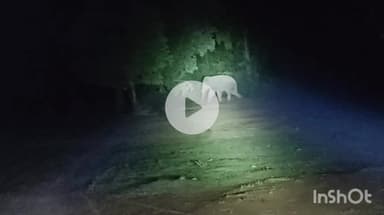 उदयपुर धरमजयगढ़: ओंगना पोटिया मार्ग पर एक जंगली हाथी देखा गया, विभाग को दी गई सूचना