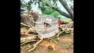 पांकी: समाजसेवी रफीक अंसारी की पहल से पांकी बकोरिया मुख्य पथ के चंद्रपुर में सड़क से विशाल पेड़ हटाया गया