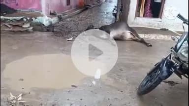 खुरई: सेठ ऋषभ कुमार वार्ड, खेरानाका में करेंट लगने से गाय की मौत