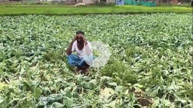 चान्हो: लगातार मूसलाधार बारिश से किसानों की फसलों को भारी नुकसान