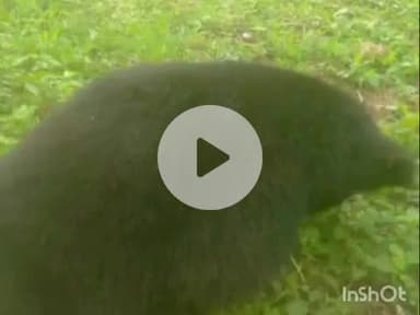 देसूरी: सादड़ी के नलवानिया में तारबंदी में फंसे भालू की हुई मौत, कंटीले तारों में लिपटी थी बिजली की वायर