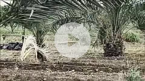 भिवापूर: तालुका कृषी अधिकारी कार्यालयातील कृषी सेवक यांनी नवेगाव देशमुख येथील प्रगतीशिल शेतकरी बहादुरे यांच्या शेतास दिली भेट