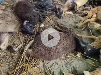 पिंड्रा: सिंधौरा में आकाशीय बिजली गिरने से 25 भेड़ों की हुई मौत, जांच में जुटे आलाधिकारी