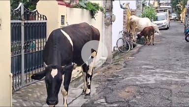 देहरादून: अपर राजीव नगर क्षेत्र में आवारा गोवंश का आतंक, आम जन परेशान, नगर निगम से मदद की गुहार लगाई #jansamasya