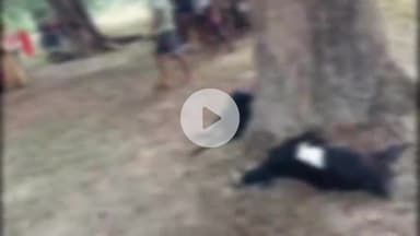 भदोही: सुरियावां के कौडर गांव में आकाशीय बिजली की चपेट में आने से 12 मवेशियों की हुई मौत