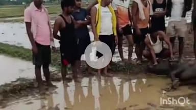 पीरो: भरोसी सिंह के टोला गांव के बधार में आकाशीय बिजली गिरने से एक भैंस की हुई मौत