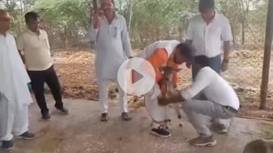 पवई: राज्य पिछड़ा वर्ग आयोग के अध्यक्ष रामकृष्ण कुशमारिया ने पन्ना गौशाला में की गायों की पूजा-अर्चना