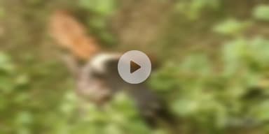 बागपत: गौसपुर गांव के जंगल में गोवंश की हत्या कर नाले में डाले गए अवशेष, पुलिस ने गड्ढे में दबवाए अवशेष