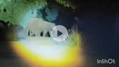 उदयपुर धरमजयगढ़: पुसल्दा में स्थित कच्ची सड़क पर हाथियों के दल का वीडियो आया सामने