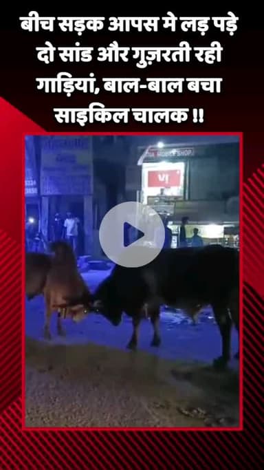 गौतम बुद्ध नगर: नोएडा के सालारपुर में बीच सड़क आपस में लड़ पड़े दो सांड, गुज़रती रही गाड़ियां, बाल-बाल बचा साइकिल चालक