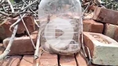 गोपालगंज: बनकटा गांव में सांप ने युवक को डसा, अस्पताल में मृत घोषित, परिजनों में कोहराम