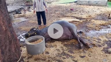 सीतामऊ: ग्राम महुवा में आकाशीय बिजली गिरने से एक भैंस की मौत