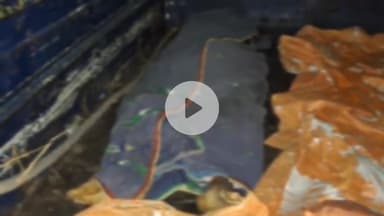 तरारी: बिहटा स्थित बालू घाट पर मात्र ₹700 के लिए बालू माफियाओं और दबंगों ने पीट-पीटकर मजदूर की हत्या कर दी