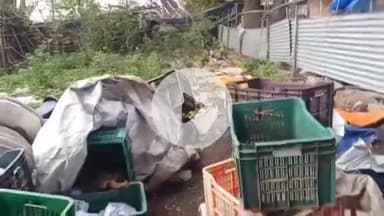 मेदिनीनगर (डालटनगंज): सद्दीक चौक पर सब्जी की दुकान में चोरी, चोर कैरेट समेत सामान ले उड़े