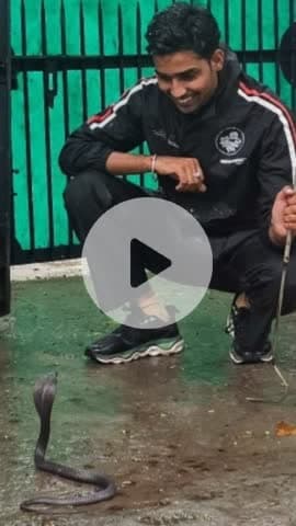 बूंदी: डिप्टी आवास से कोबरे का रेस्क्यू कर सुरक्षित जंगल में छोड़ा गया