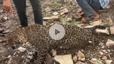 बूंदी: रामपुरिया गांव में घायल और बीमार पैंथर को पट्टा डालकर 2 घंटे तक घुमाया, लोग लेते रहे सेल्फी